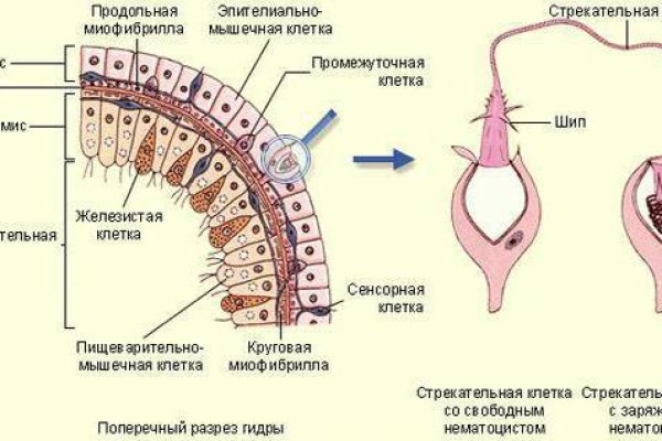 Даркнет сайт скачать